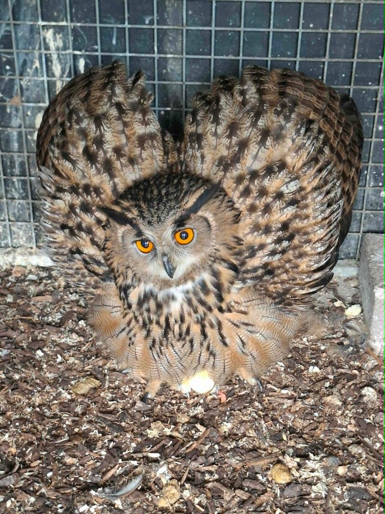 Vast Kweekkoppel Europese Oehoe Uilen !!!., Dieren en Toebehoren, Meerdere dieren, Roofvogel, Geringd