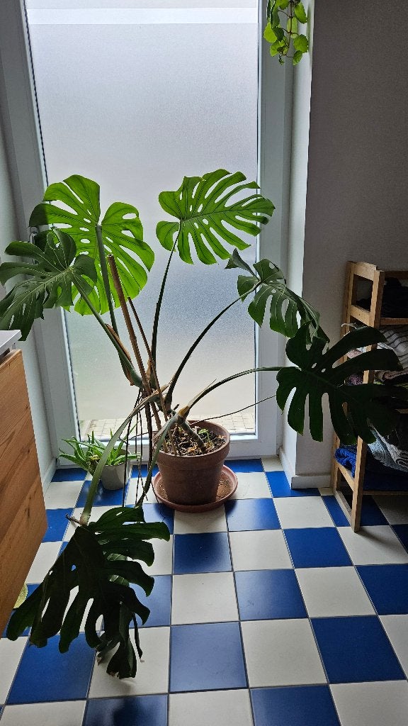 Grote monstera-plant, Huis en Inrichting, Kamerplanten, Ophalen, 100 tot 150 cm, Overige soorten, Halfschaduw