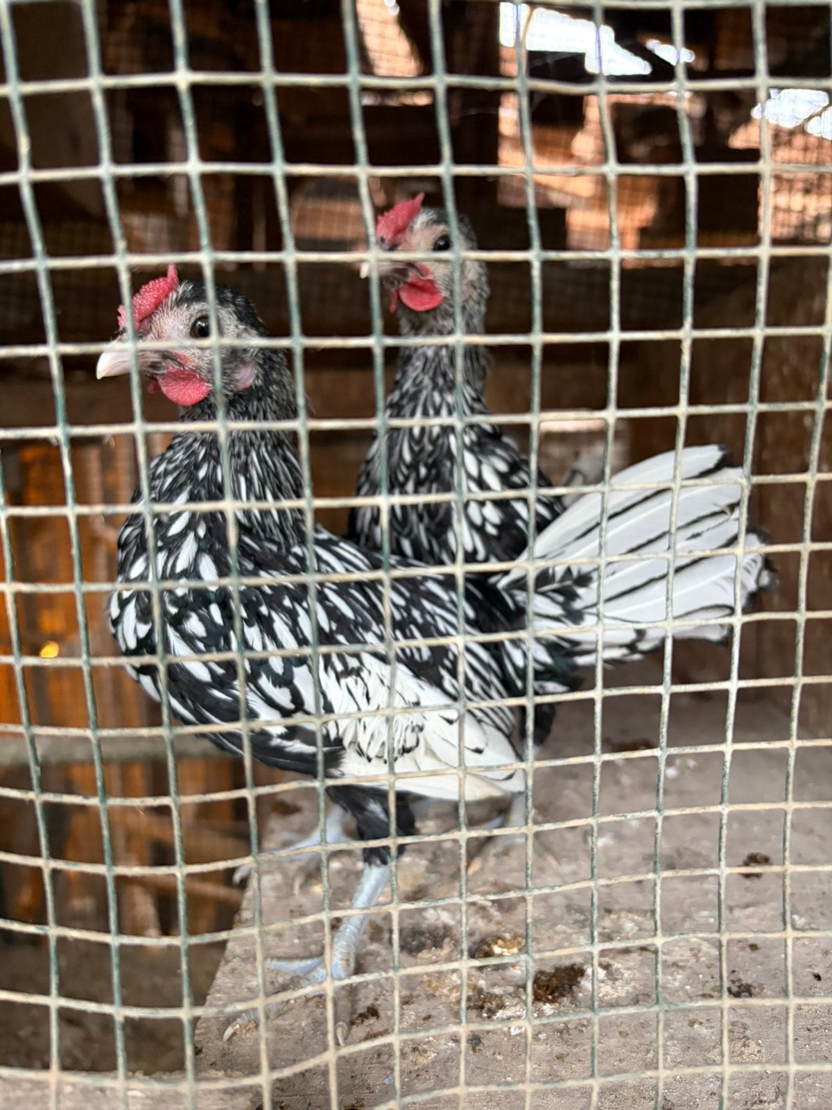 Cases, Dieren en Toebehoren, Mannelijk