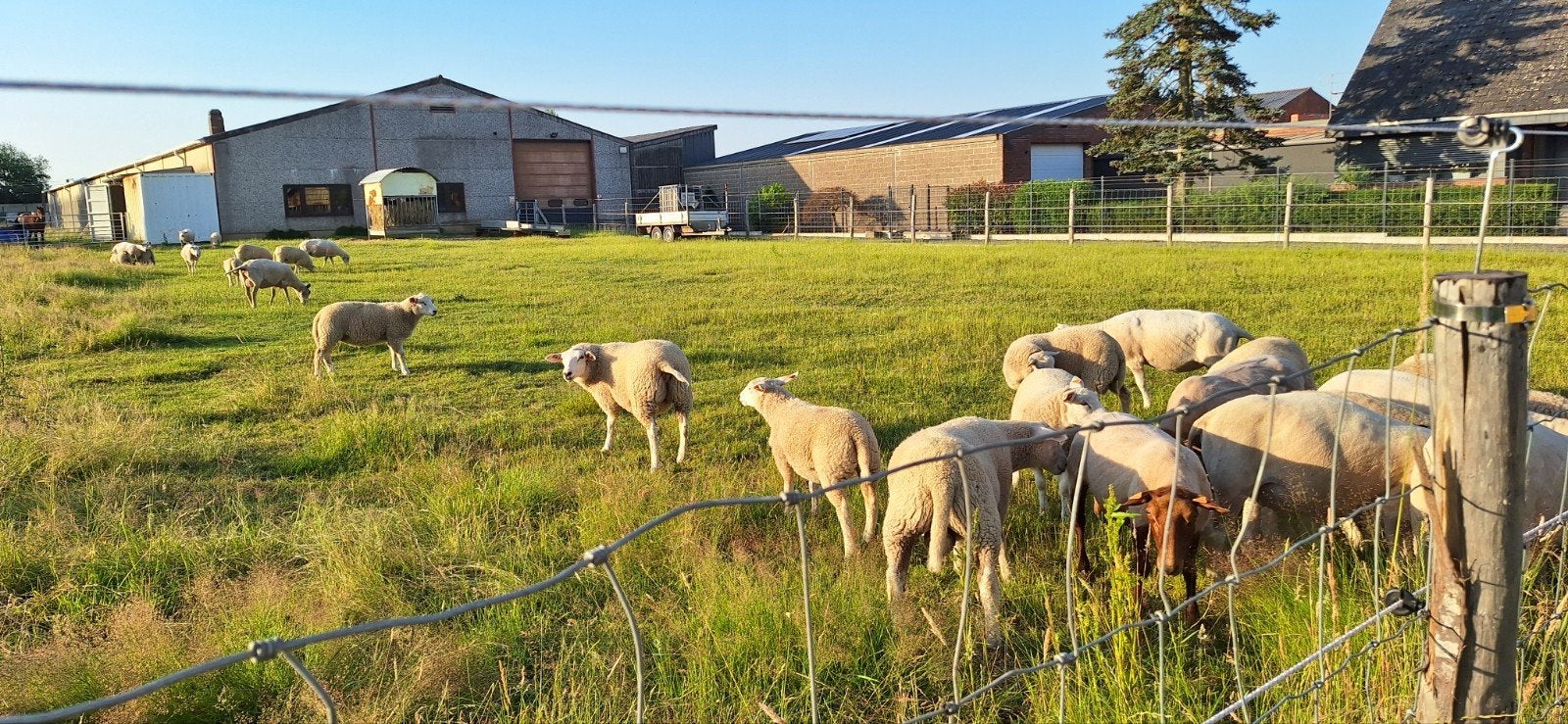 Schapen