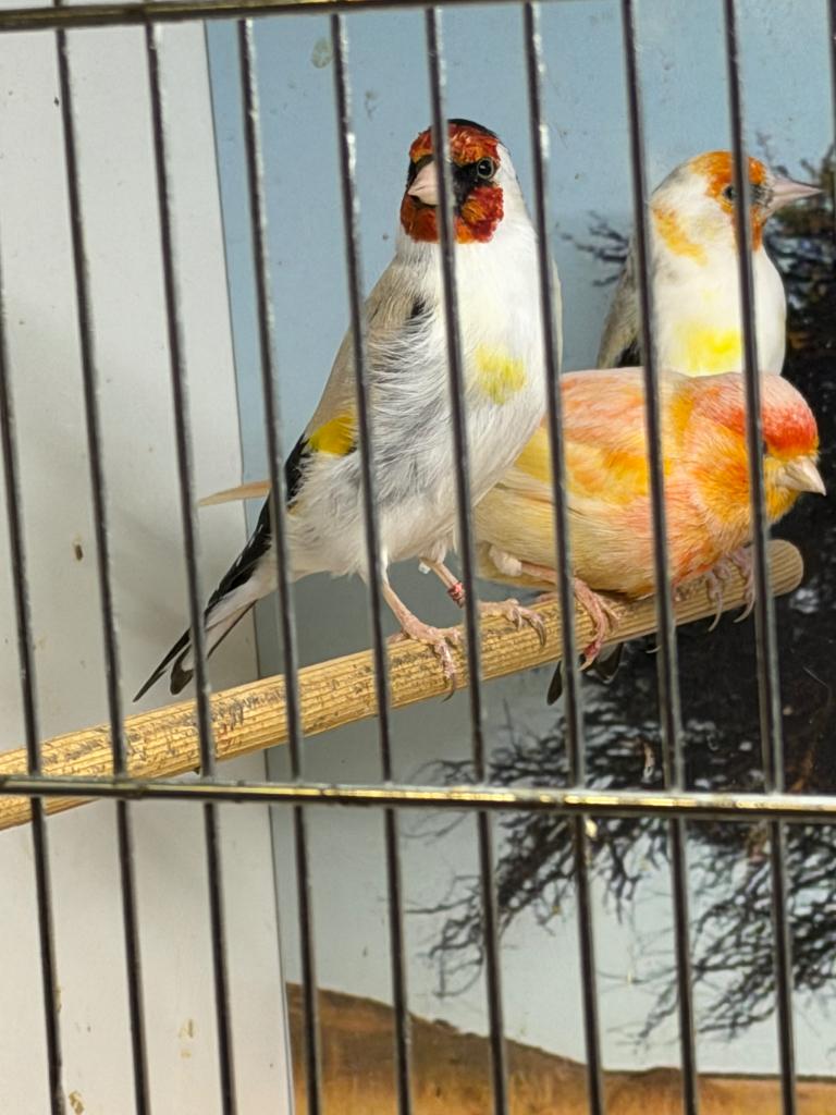 Vogels, Dieren en Toebehoren, Meerdere dieren, Wildzangvogel, Geringd