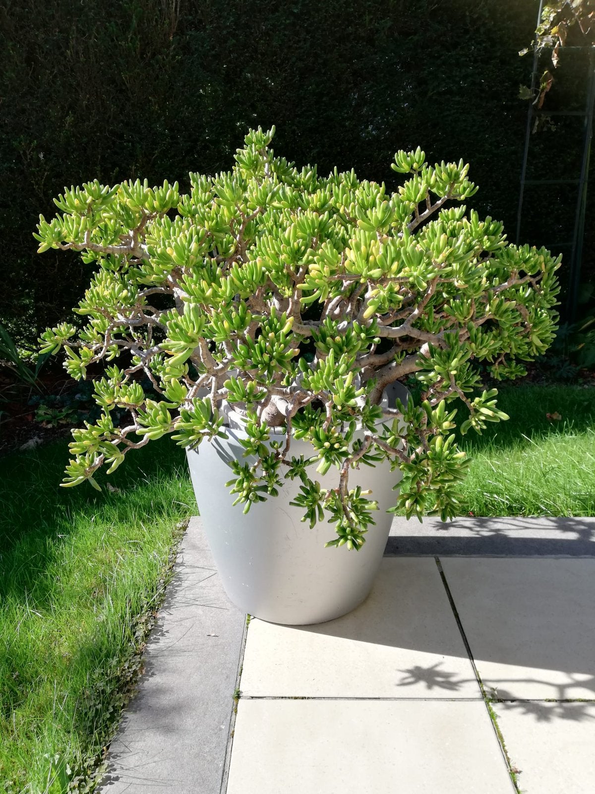 Vetplant, Maison & Meubles, Enlèvement, Plante succulente, Plein soleil