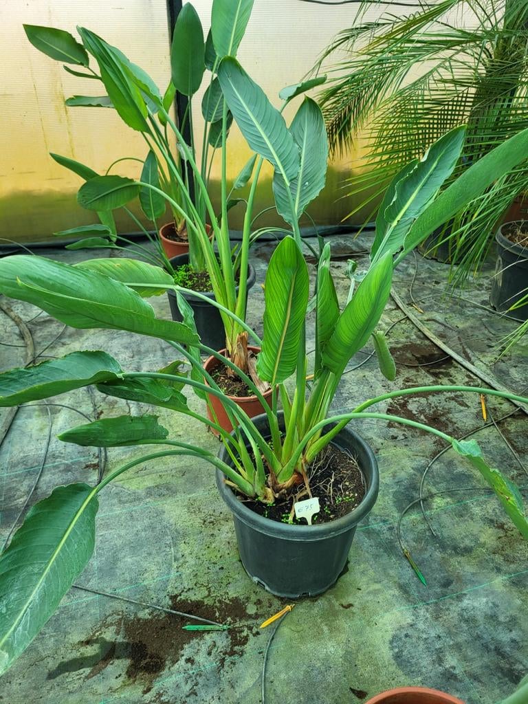 Strelitzia reginae,, Enlèvement