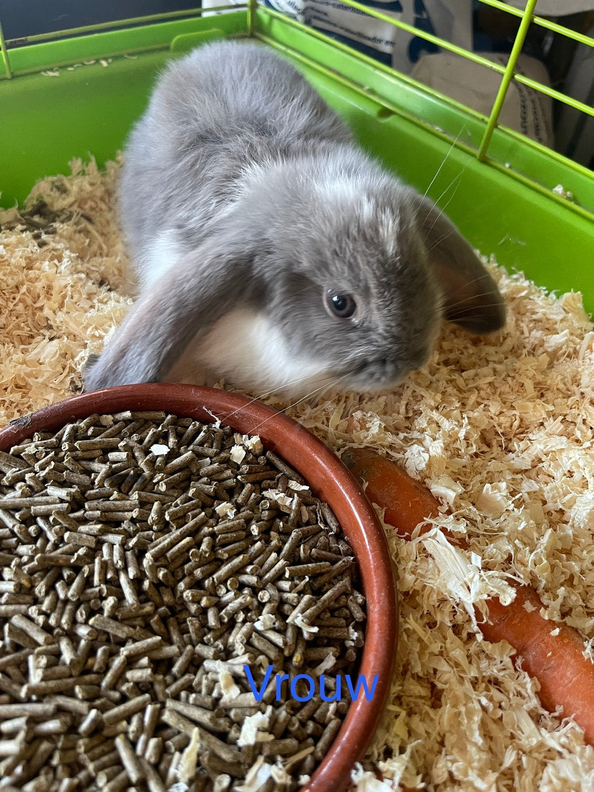 Franse hangoor konijnen, Dieren en Toebehoren, Hangoor