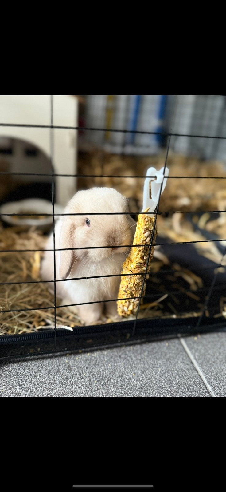 Minilop konijn, Animaux & Accessoires, Lapins, Petit, Femelle, 0 à 2 ans, Oreilles tombantes