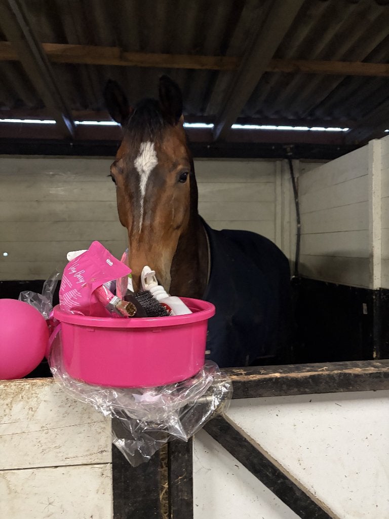 Revalidatie paard, Animaux & Accessoires, Chevaux & Poneys | Autres trucs de cheval, Comme neuf, Autres espèces, Enlèvement ou Envoi