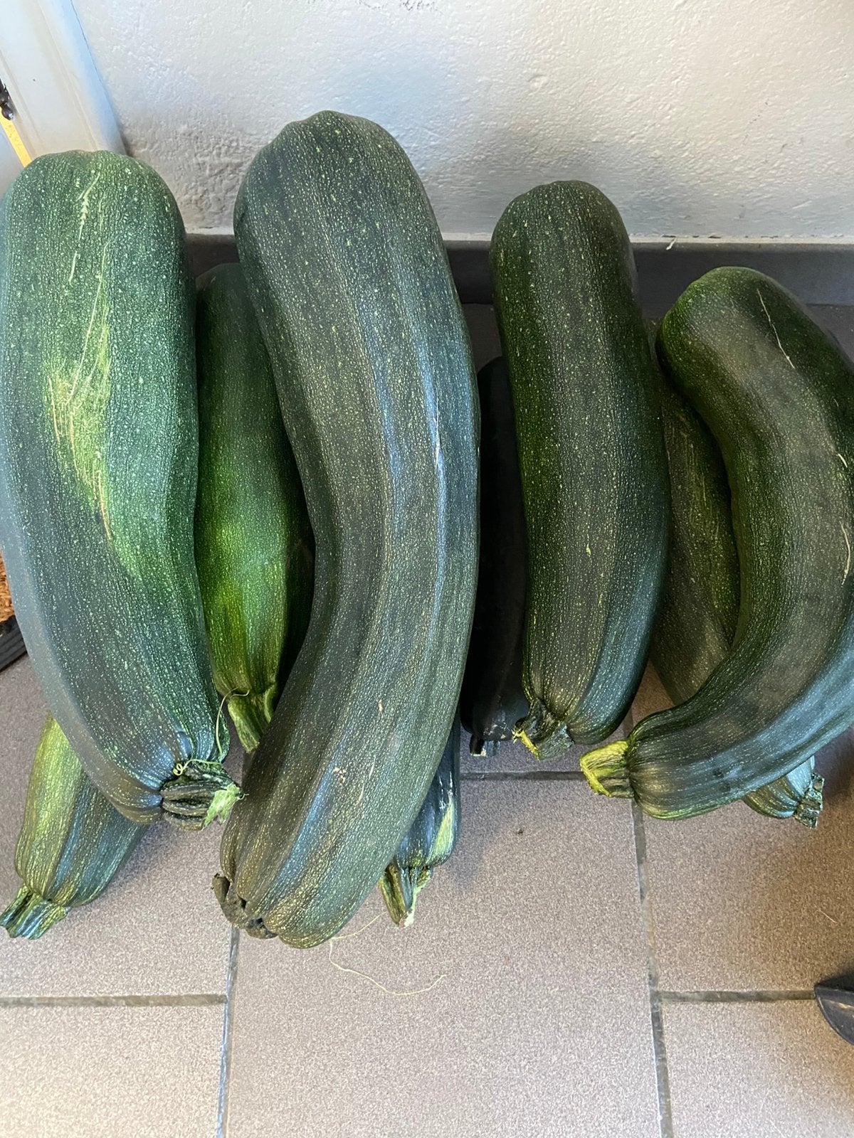 Courgette groen, Ophalen