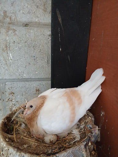 Duiven, Plusieurs animaux, Pigeon culbutant ou Roller