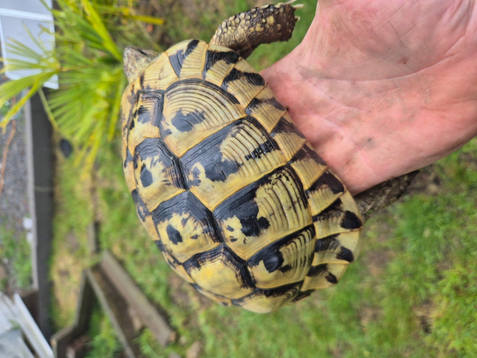 Tortue hermann boettgeri, Dieren en Toebehoren