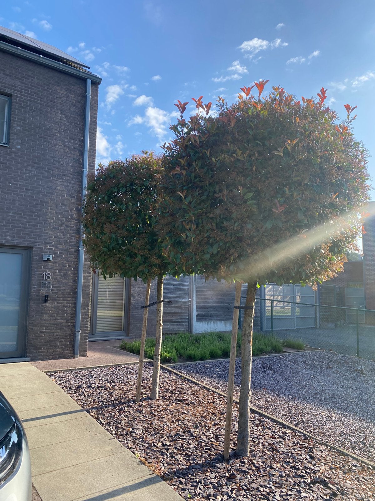 Photinea fraseri 2 stuks hoogte +- 3 meter stamdikte +- 30cm, Jardin & Terrasse, Plantes | Arbres, Enlèvement