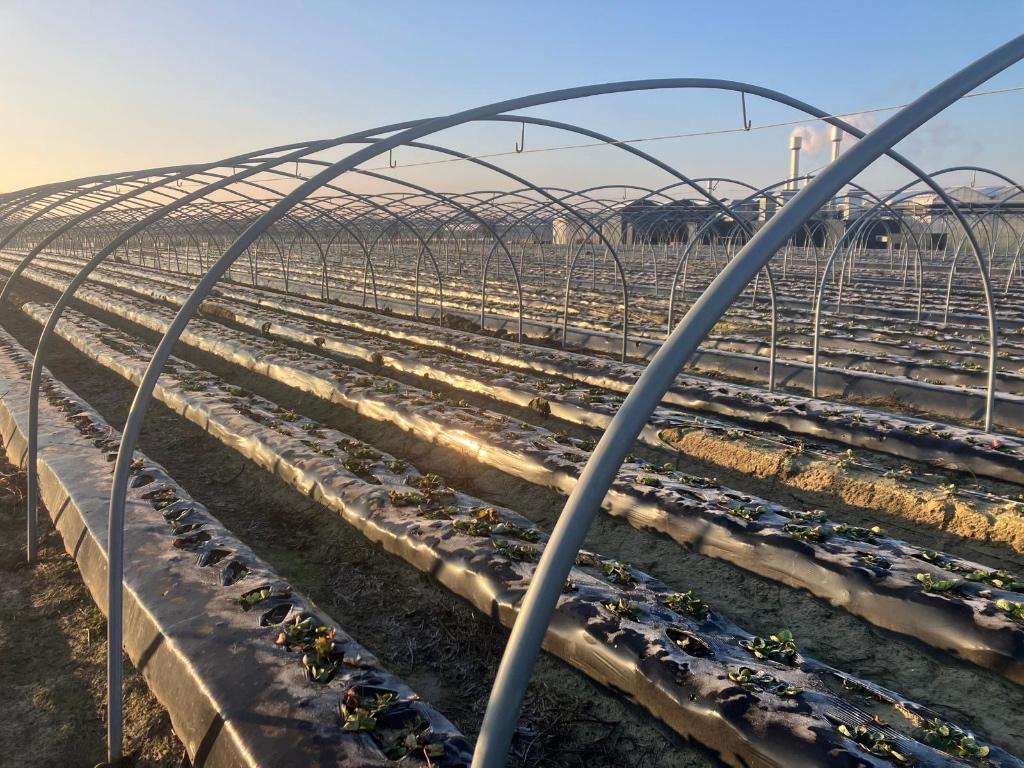 Serrebogen/ Wandelkappen, Ophalen of Verzenden