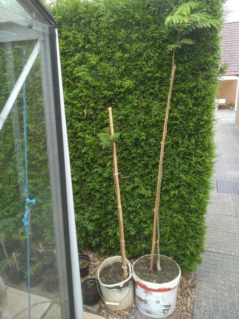 perzische slaapboom, Tuin en Terras, Ophalen, In pot