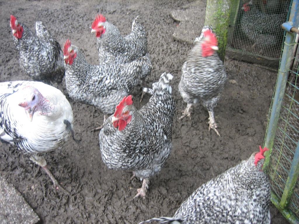 Mechelse koekoek haan, Dieren en Toebehoren, Mannelijk, Kip