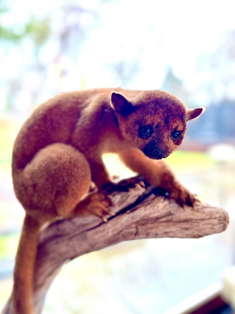 Opgezette kinkajou (Potos flavus) – taxidermie, Verzamelen, Dierenverzamelingen, Ophalen, Zo goed als nieuw