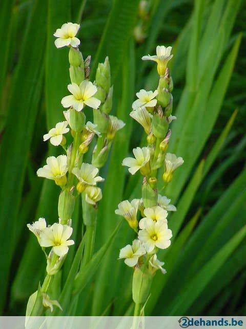 sisyrinchium striatum, Enlèvement