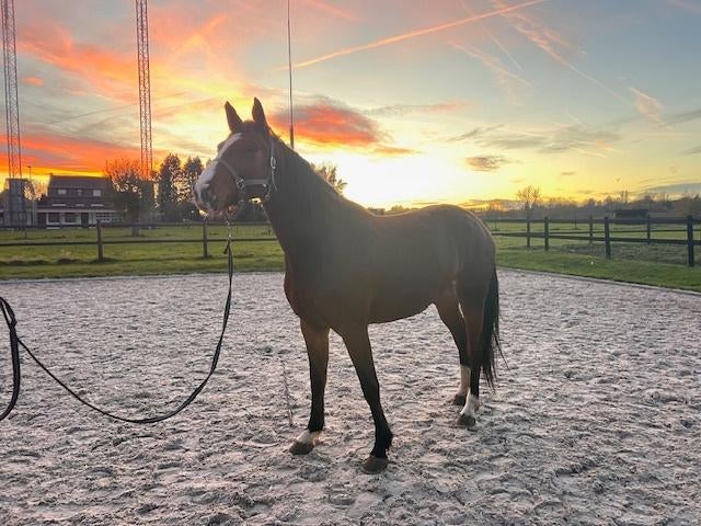 5 jarige merrie, Dieren en Toebehoren, Paarden, Merrie, Springpaard, Met stamboom, 3 tot 6 jaar