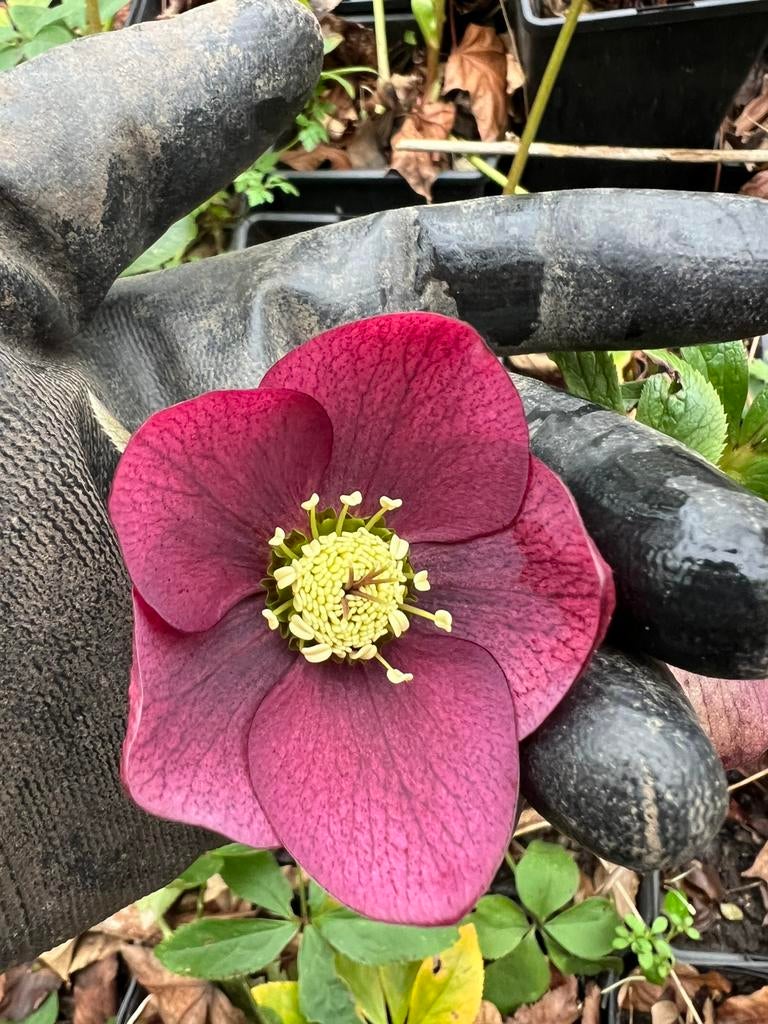 Helleborus orientalis hybriden, Tuin en Terras, Planten | Tuinplanten, Bodembedekkers, Vaste plant, Ophalen of Verzenden, Halfschaduw