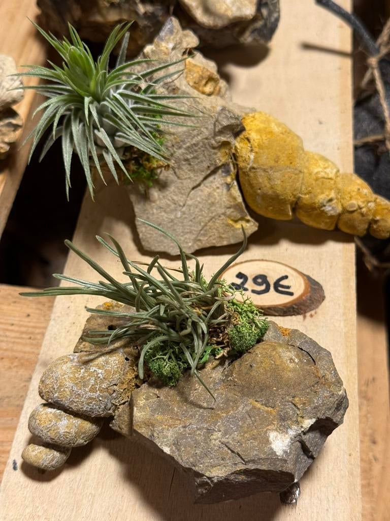Tillandsia sur coquillages fossiles : des créations uniques, Enlèvement ou Envoi