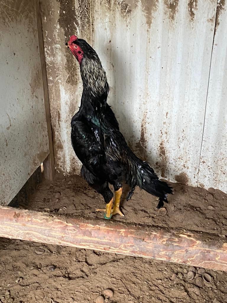 Shamo haan, Dieren en Toebehoren