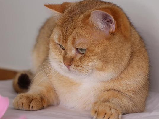 dekkaters golden en zilver chadeds, Animaux & Accessoires, Chats & Chatons | Chats mâles pour saillie & Étalons