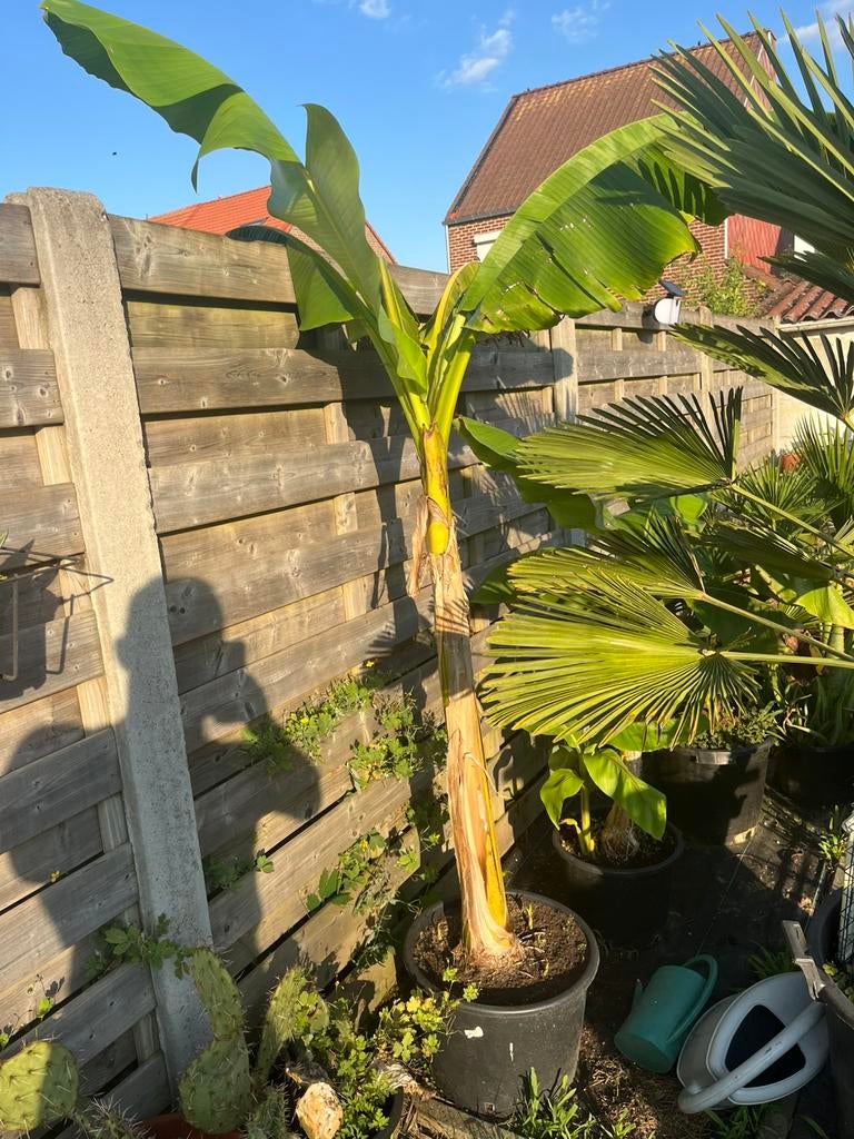 Musa Basjoo, Tuin en Terras, Ophalen, In pot