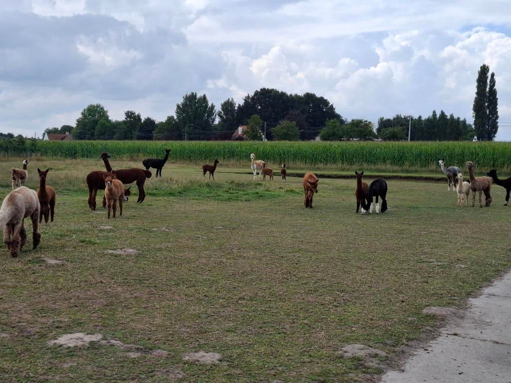 Alpaca alpaca's, verschillende kleuren, ruime keuze, Februari, Meerdere dieren