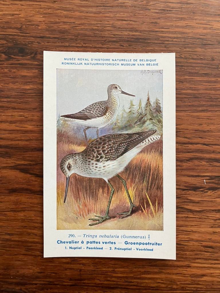 Vogels der Belgische Fauna Nr. 290 groenpootruiter, Verzamelen, Ophalen of Verzenden, Ongelopen, Vogel