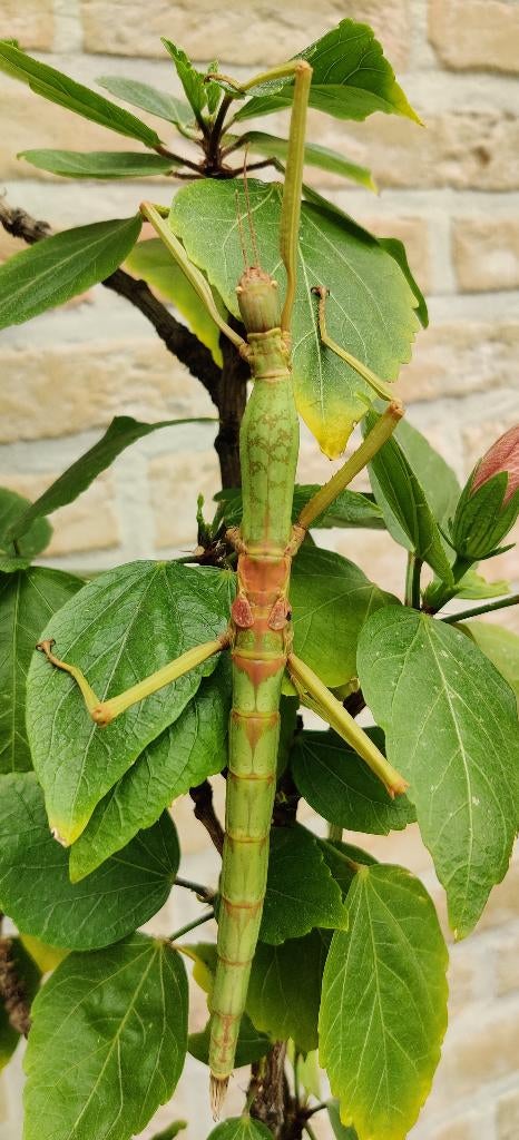 Wandelende takken - Phasmotaenia Lanyuhensis "Lanyuh", Animaux & Accessoires, Insectes & Araignées, Phasme