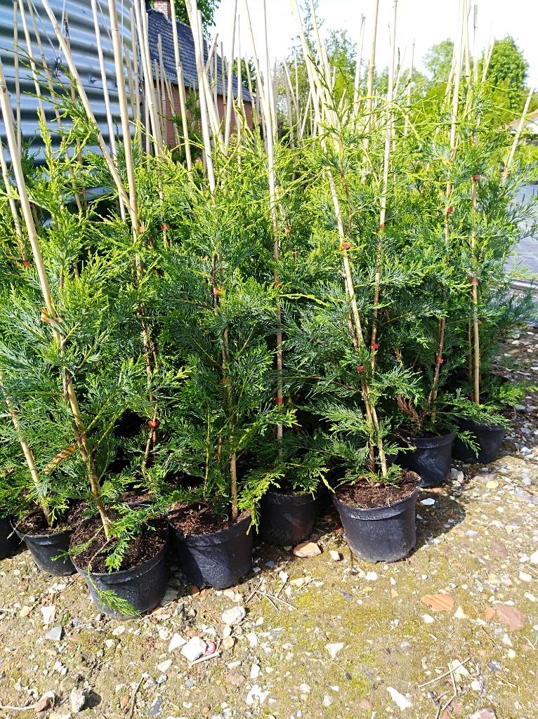 leylandii-cipres (conifeer/ haagplant), Tuin en Terras, Ophalen, Conifeer, Haag, 100 tot 250 cm