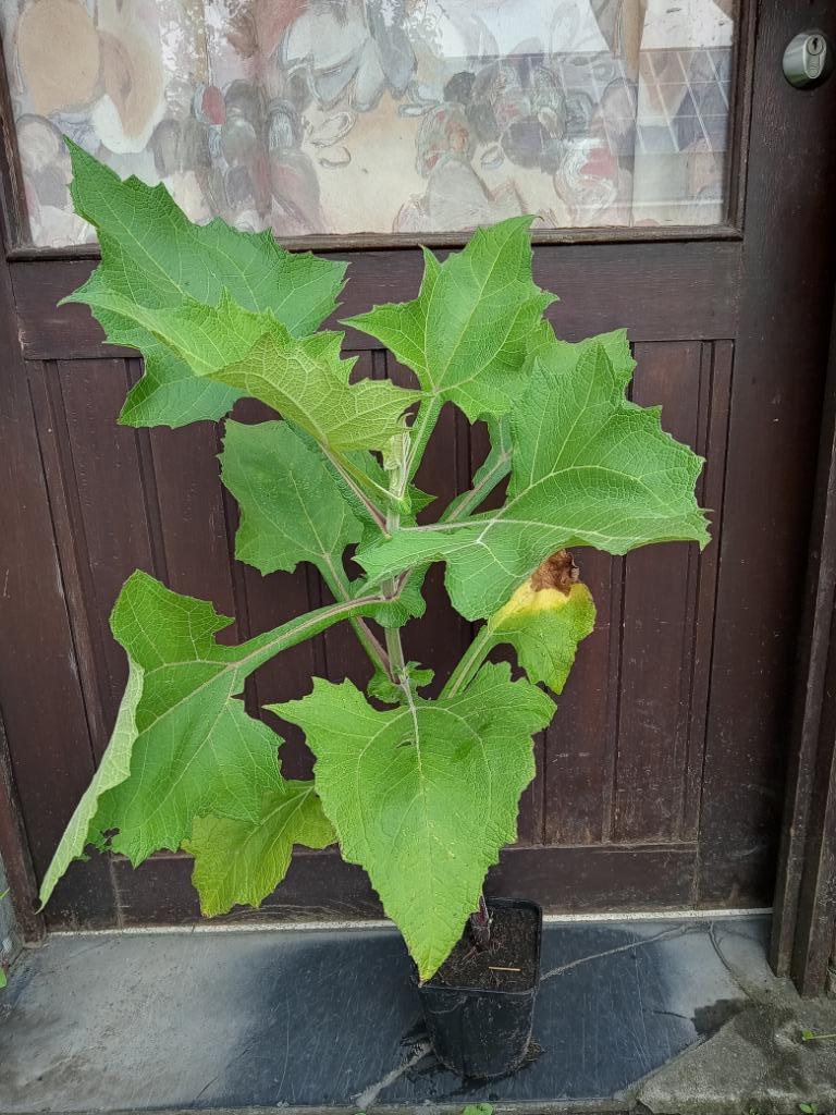 Yacon appelwortel, Tuin en Terras, Ophalen, Volle zon, Herfst, Groenteplanten
