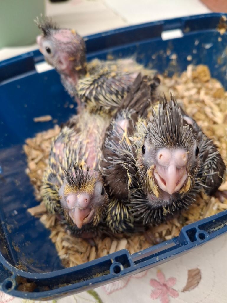 Valkparkieten, Dieren en Toebehoren