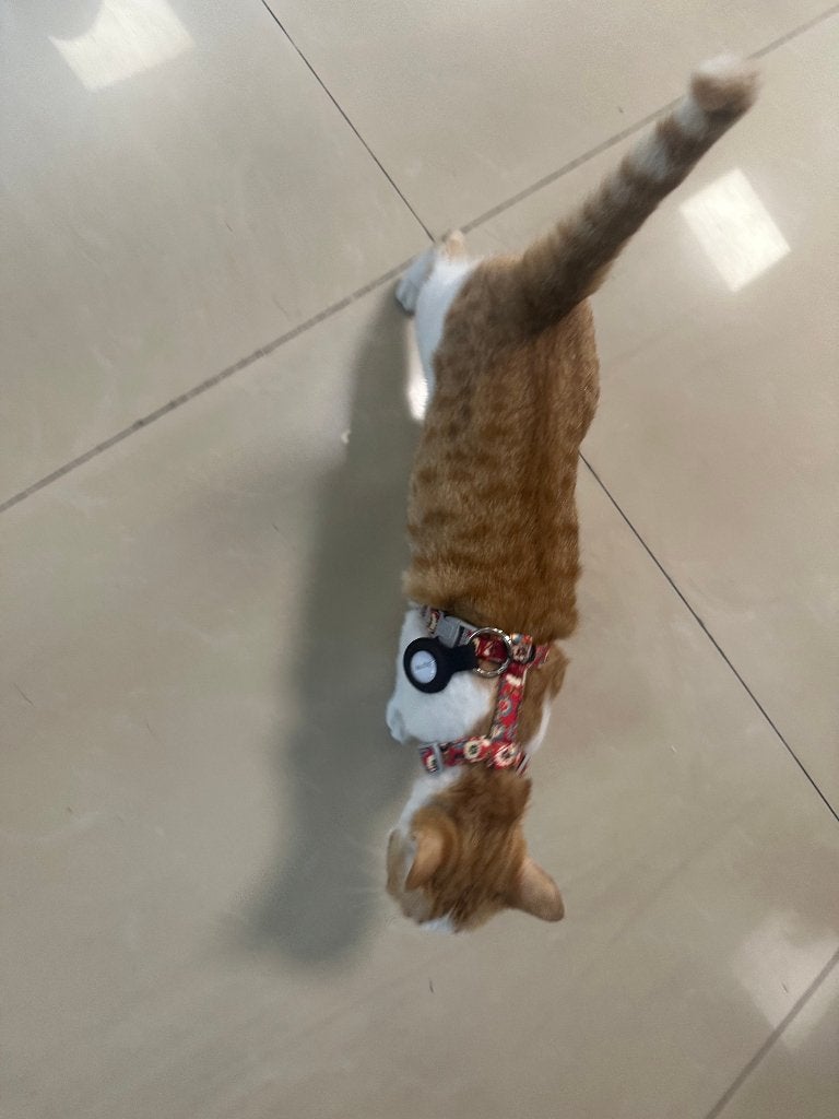 Traceur anti-perte pour chien ou chat (2 pièces), Enlèvement ou Envoi, Neuf