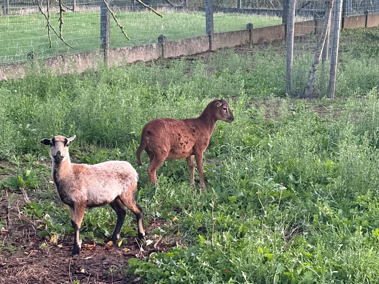 Moutons du Cameroun à vendre, Animaux & Accessoires, Moutons, Chèvres & Cochons, Mouton