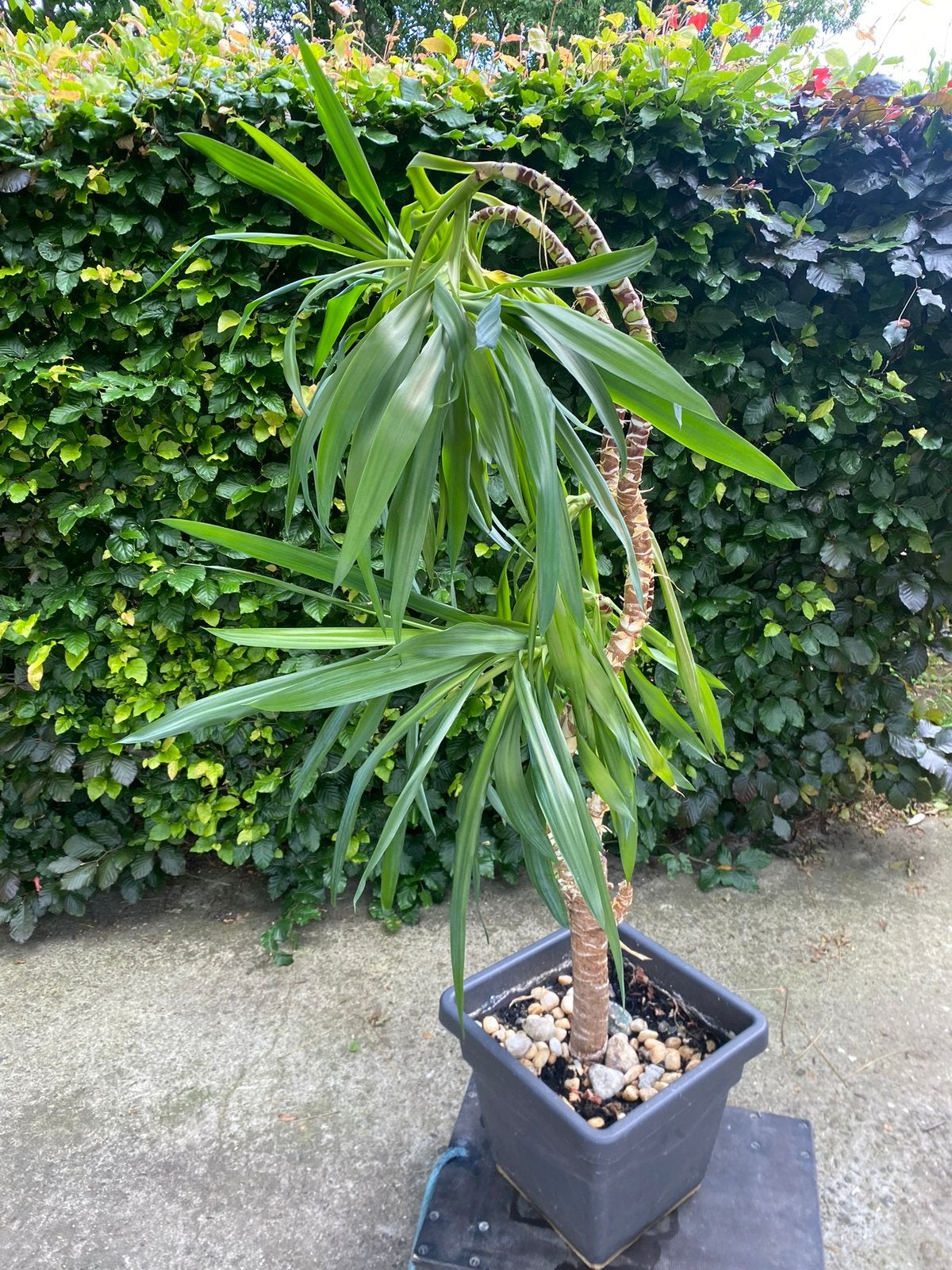 Grote dracaena plant, Tuin en Terras, Ophalen