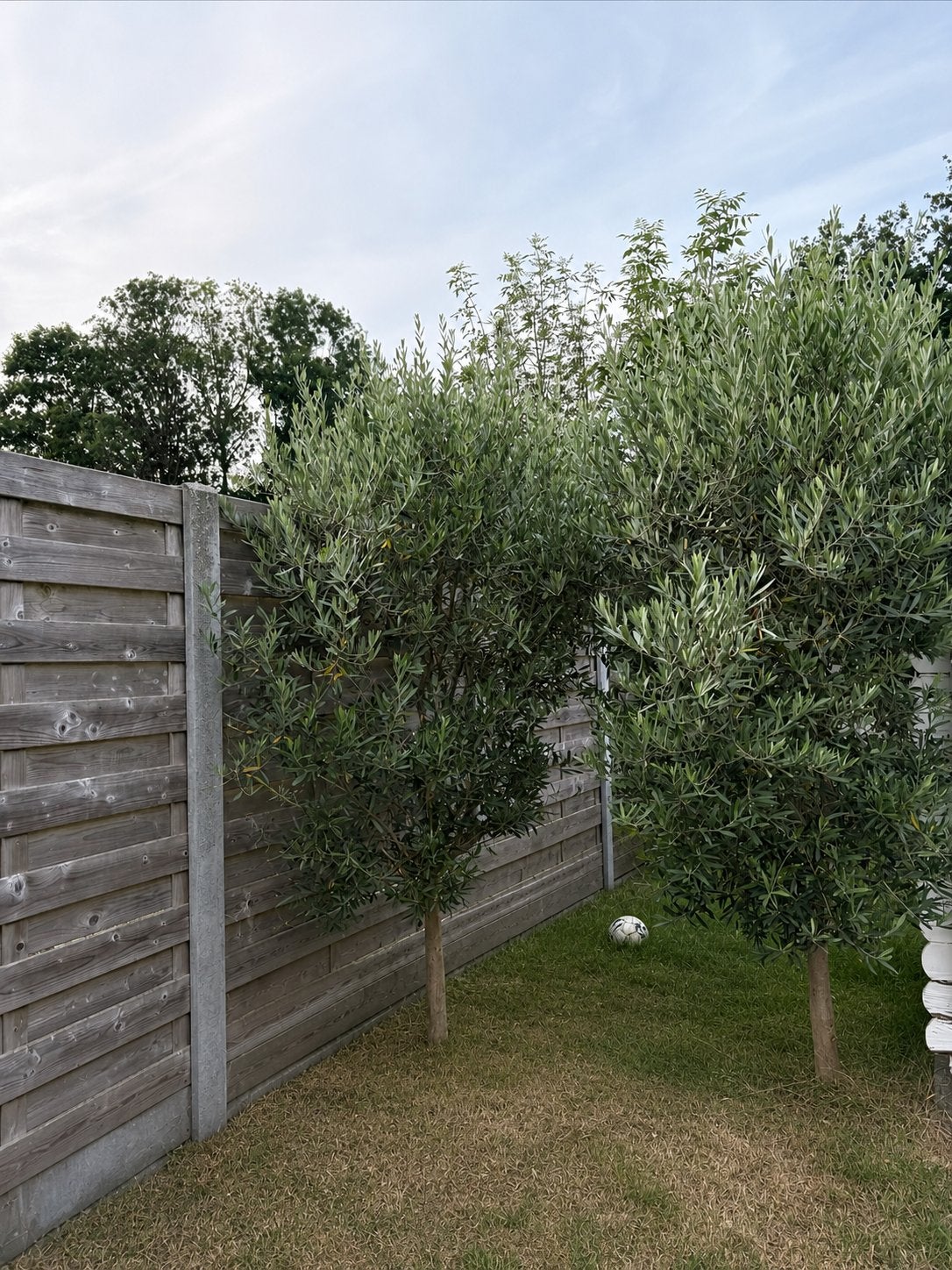 Oliviers, Jardin & Terrasse, Plantes | Arbres, Enlèvement, Olivier
