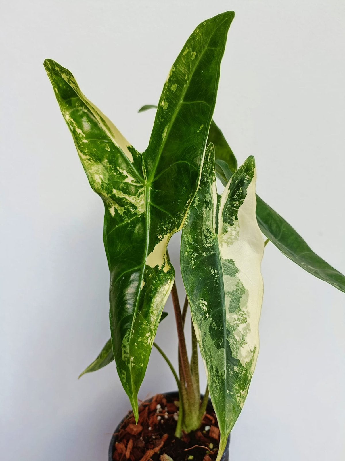 Alocasia Longiloba Albo variegata corms, Maison & Meubles, Plantes d'intérieur, Autres espèces, Enlèvement ou Envoi, Moins de 100 cm