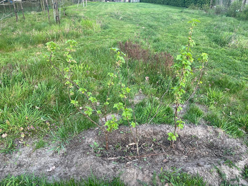 Zwarte bes - Ribes Nigrum, Tuin en Terras, Ophalen, Overige soorten, Struik, Minder dan 100 cm
