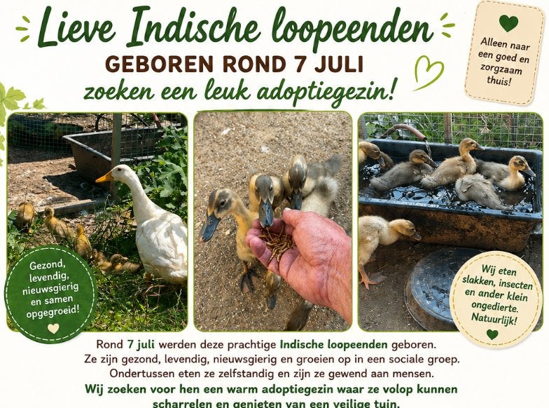 Indische loopeenden, Sexe inconnu, Canard