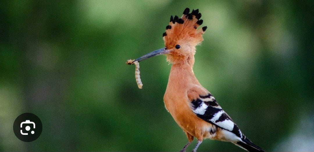europese hop, Dieren en Toebehoren, Meerdere dieren