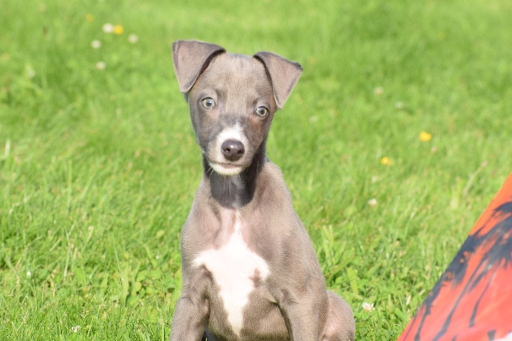 Italiaans Windhond pups, België, 15 weken tot 1 jaar, Parvo, Meerdere