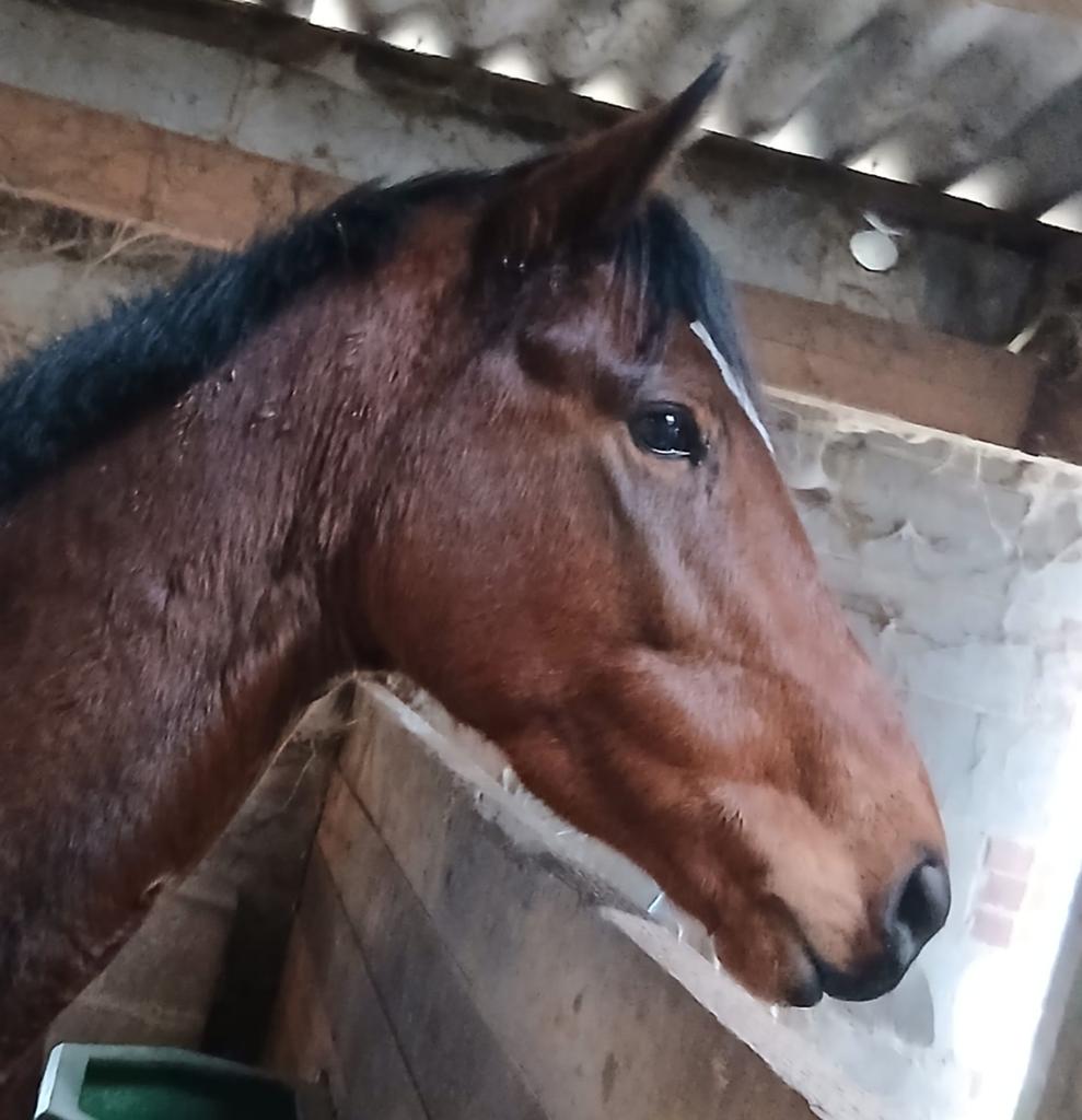PRACHTIGE jonge merrie, dochter van Diamond Boy, Dieren en Toebehoren, Paarden, Merrie, Springpaard, Minder dan 160 cm, 3 tot 6 jaar