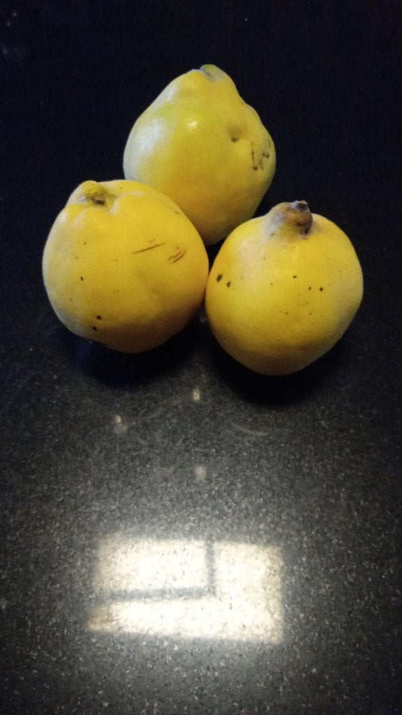 Coings à vendre à Sombreffe -  1,-€ le kilo, Tuin en Terras, Ophalen, Overige soorten