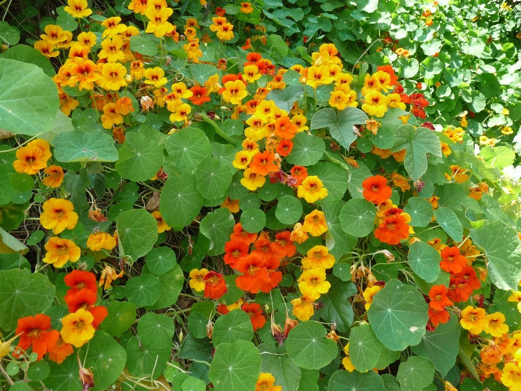 Oost indische kers, Tuin en Terras, Ophalen, Overige soorten, Volle zon, In pot