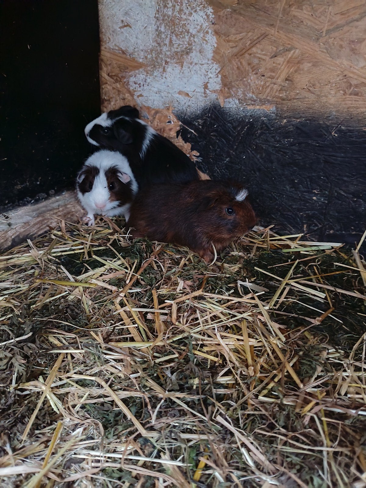 cavia mannetjes beren, Cavia, Mannelijk, Juli, Tam