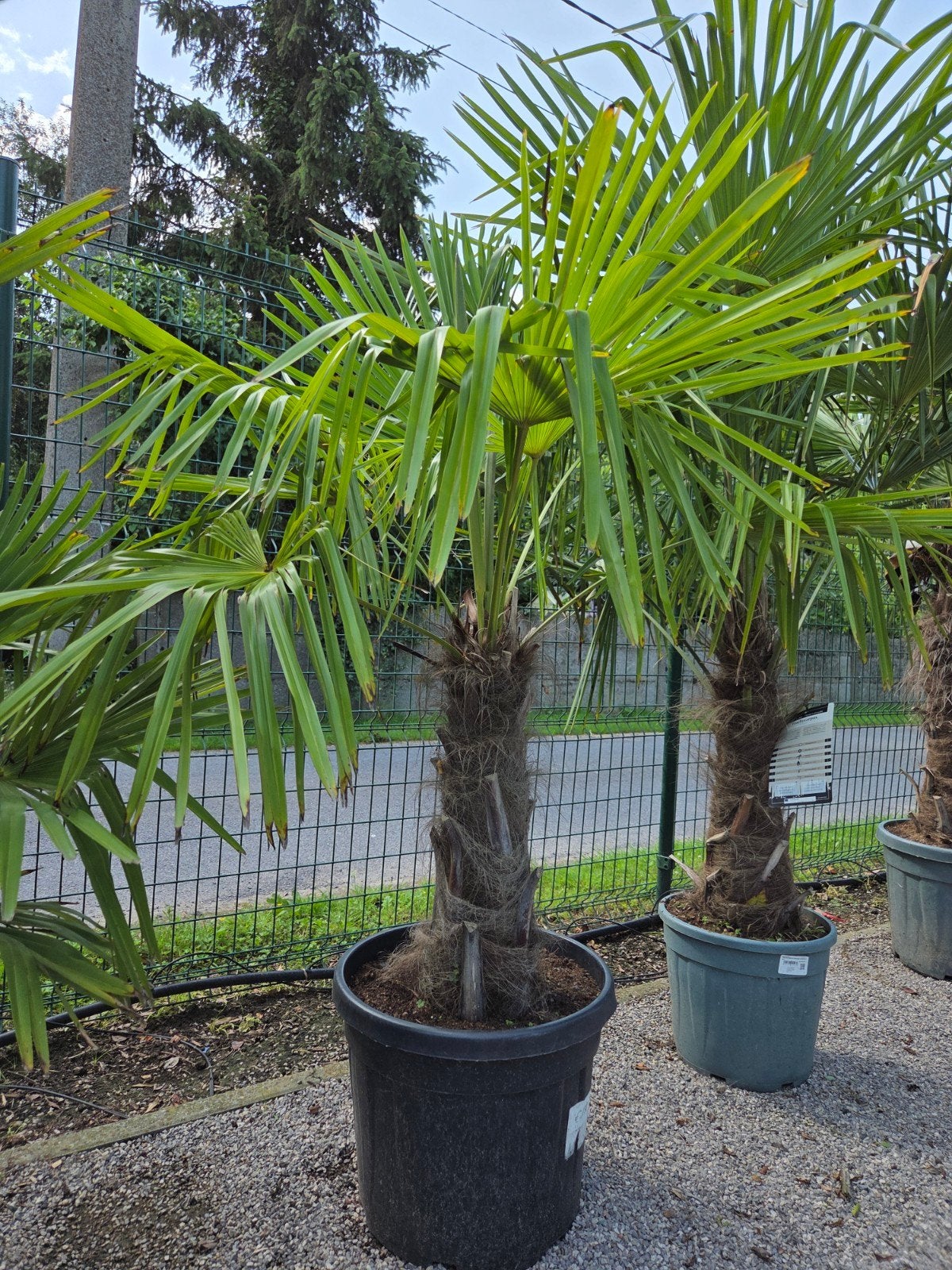 Palmboom Trachycarpus Fortunei - winterharde palmboom, Jardin & Terrasse, Bulbes & Semences, Enlèvement