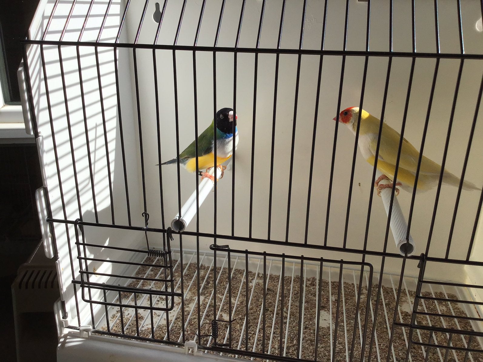 Gouldamadines, Dieren en Toebehoren