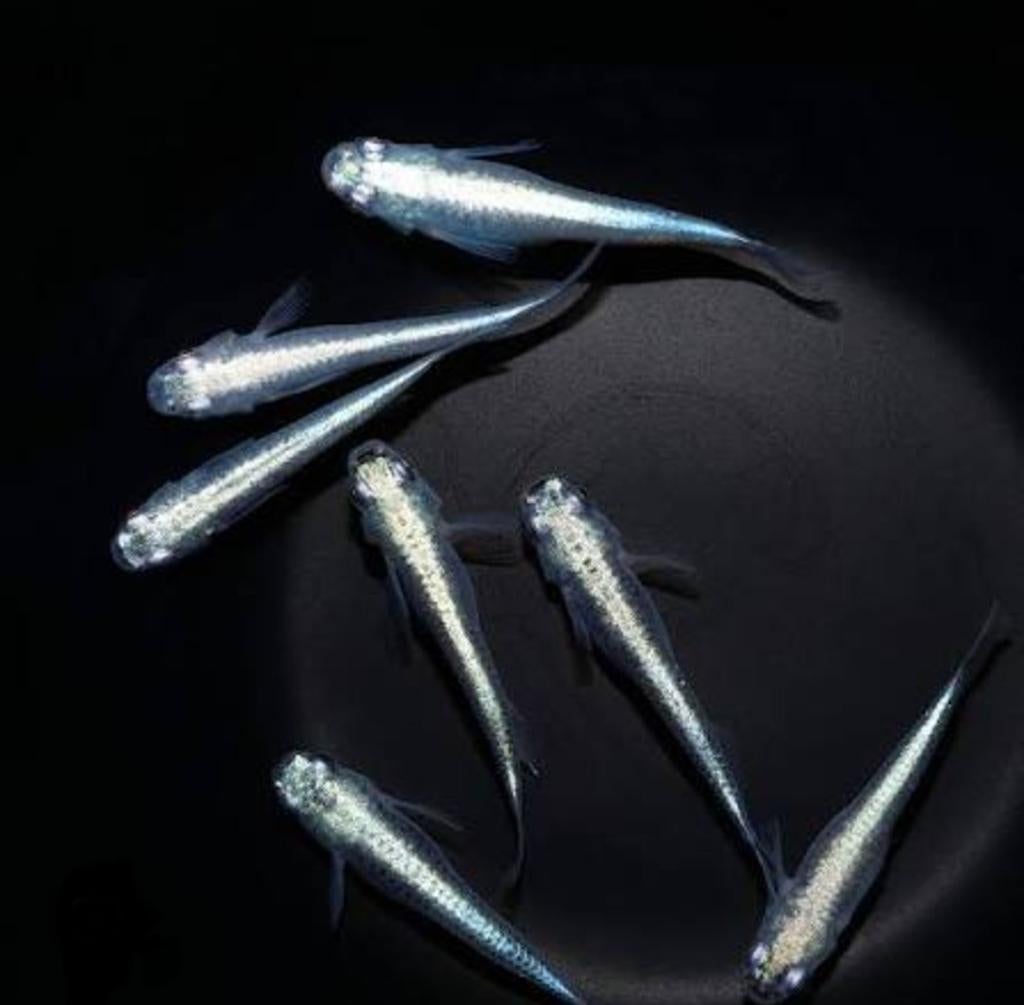 Medaka Miyuki Silver (Japanse rijstvisjes), Animaux & Accessoires, Poissons | Poissons d'aquarium