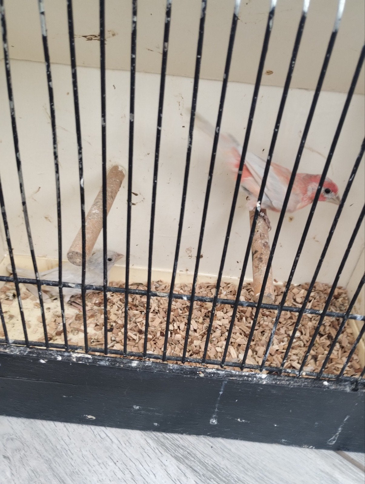 kweekkoppel opaal roodmussen 2022 zie foto's, Dieren en Toebehoren, Meerdere dieren, Tropenvogel, Geringd