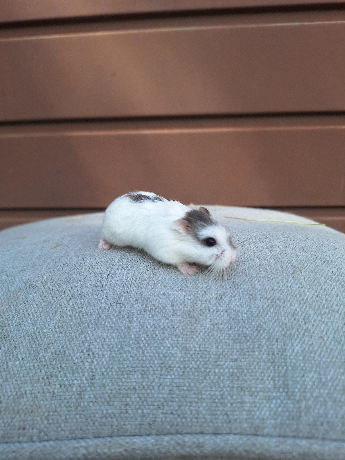 Duo jonge roborovski dwerghamster vrouwen, tam, Dieren en Toebehoren, Knaagdieren, Hamster, Mei, Tam