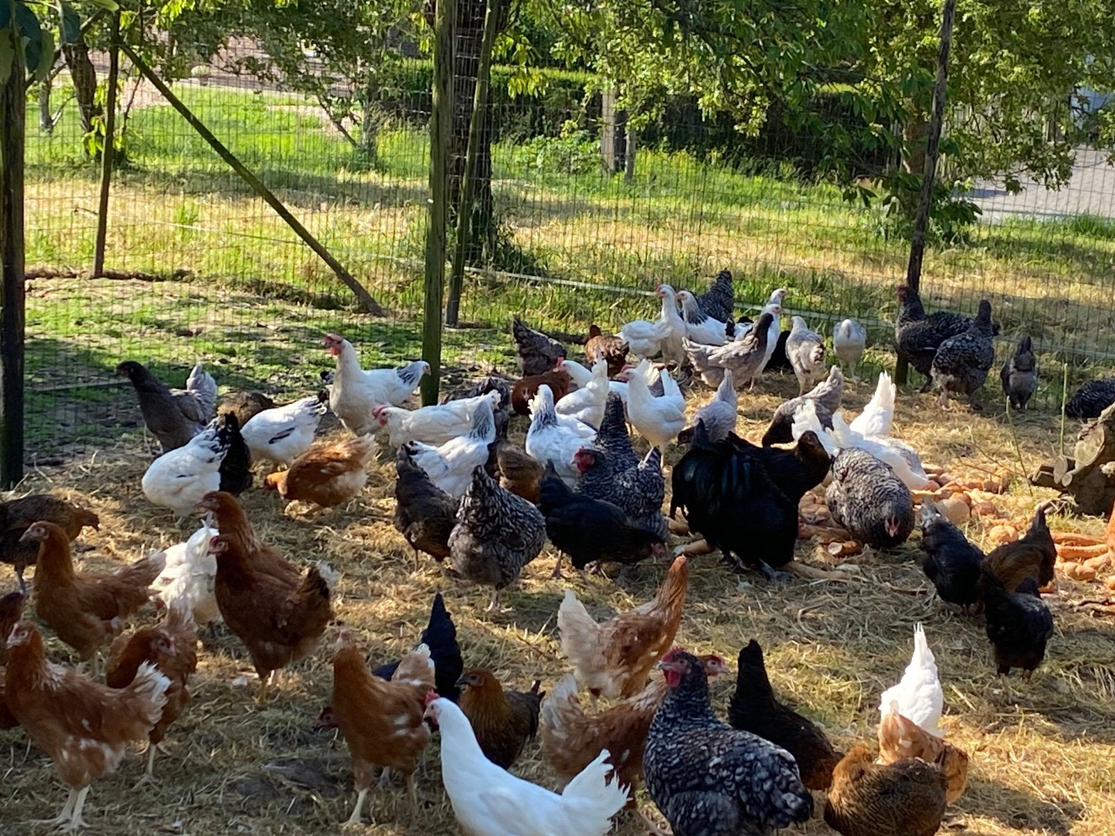 Legkippen en sierkippen, Animaux & Accessoires, Volatiles